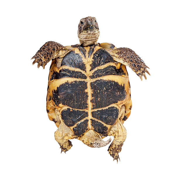 istock Bottom of a Russian Tortoise 508039390