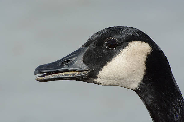 istock Portrait of Canada Goose 508039844