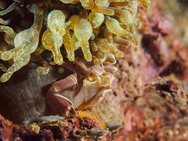 istock Porcelain crab on the anemone 508040072
