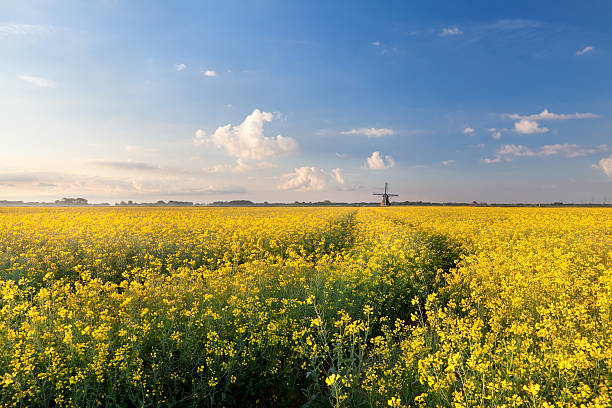 istock oilseed flower field in morning light 508044927