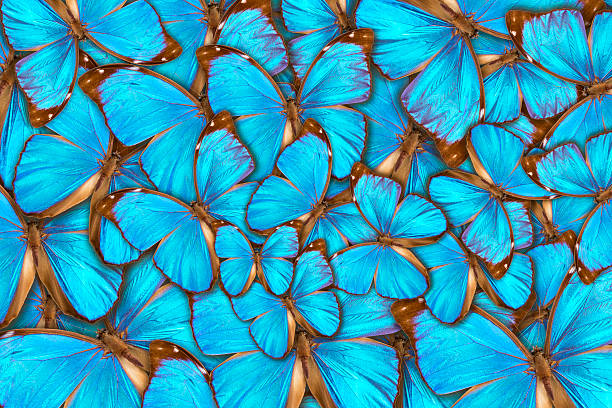 istock abstract background tropical butterflys Morpho menelaus 508044953