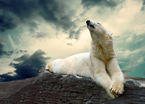 istock White Polar Bear Hunter on the Ice in water drops. 508045077