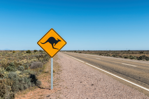 Kangaroo road sign, northern South Australia. Flat, dry landscape with roadside saltbush.