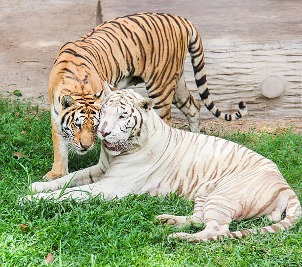 istock White tiger and orange tiger are snuggle 508047181