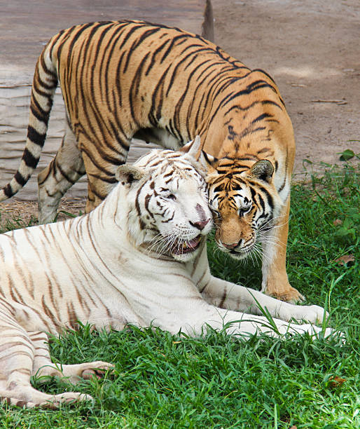 istock White tiger and orange tiger are snuggle 508047269