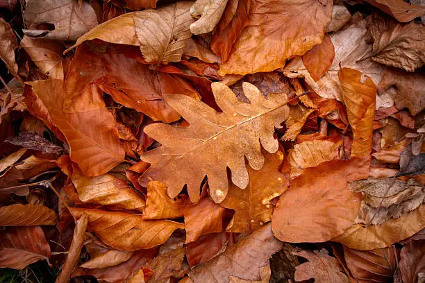 Photo of autumn leafage