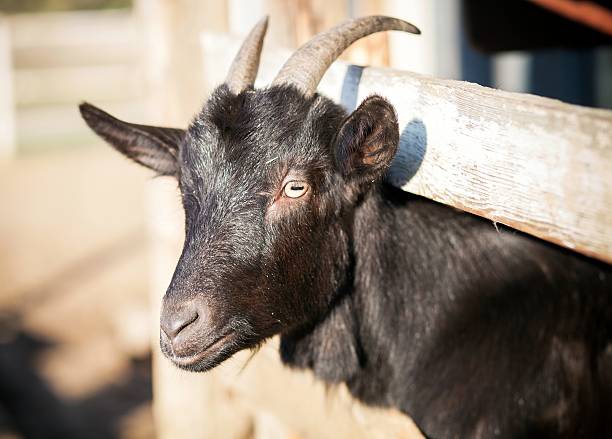 istock Goat in yard at mini zoo 508047685