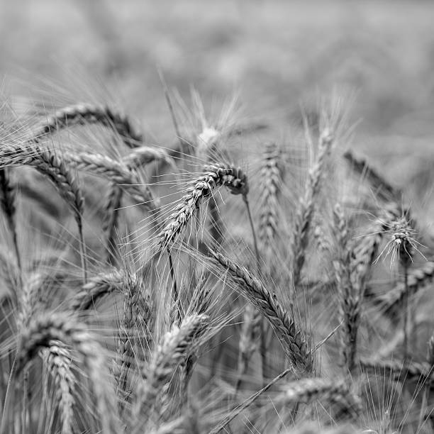 istock Agricultural background of wheat ears 508047715