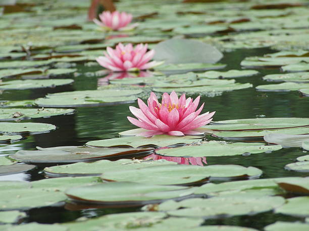 istock The beautiful Blooming lotus flower 508050161