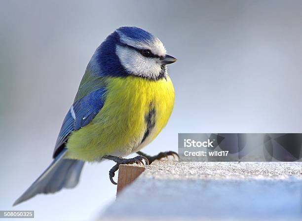 Blue Tit Stock Photo - Download Image Now - Titmouse, Animal Wildlife, Animals In The Wild