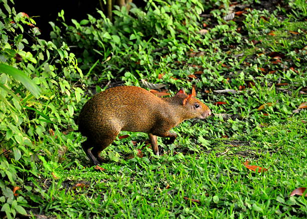 mexicaine agouti - agouti animal photos et images de collection