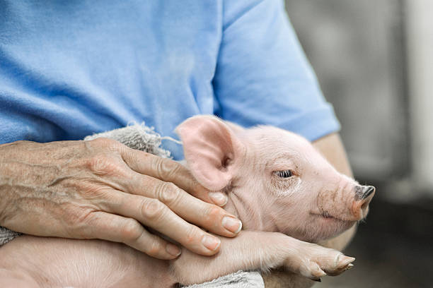 Newborn piglet held in an adult's arm at the county fair