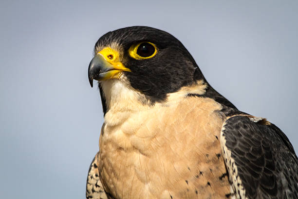 istock Peregrine Falcon 508050583