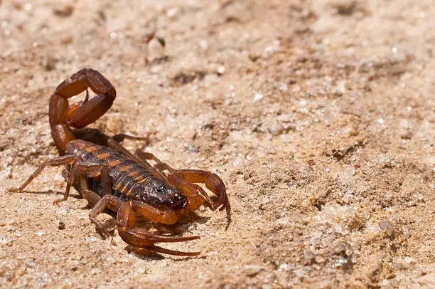 A close up of a Striped Bark Scorpion