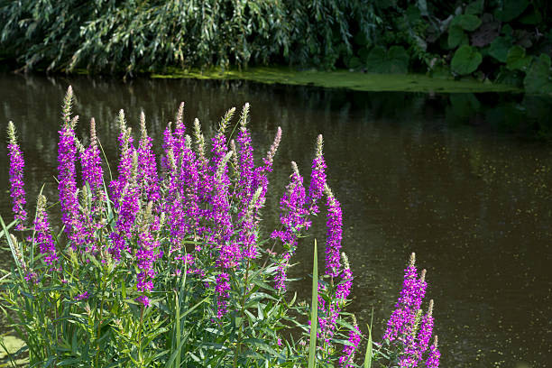 Purple Loosestrife... Purple Loosestrife near water lythrum salicaria purple loosestrife stock pictures, royalty-free photos & images