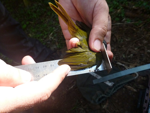 Here we observe a field biologist carefully measuring the wing of a wild green bird in the Atlantic forest in Argentina.