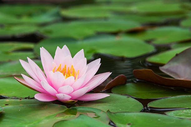 istock The lotus with beautiful 508051927