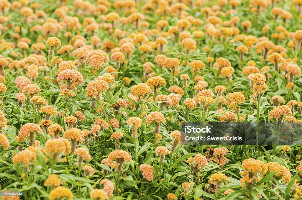 Celosia o fiori di lana o cresta di gallo fiori - Foto stock royalty-free di Ambientazione esterna