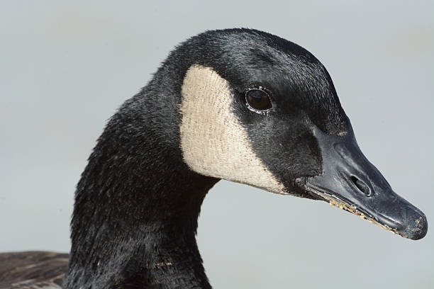 istock Portrait of Canada Goose 508053000