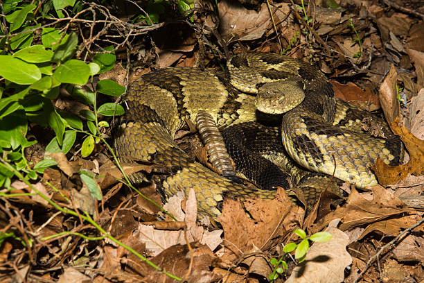 材木ラトルスネーク - timber rattlesnake ストックフォトと画像