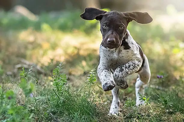 A German Short Haired puppy running towards the camera.
