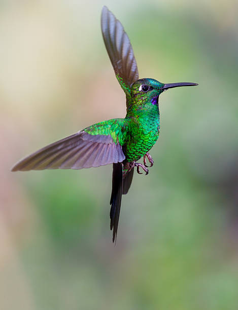 istock Hummingbird , Green-crowned Brilliant 508054800