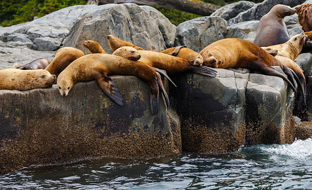 istock Steller Sea Lions 508054880