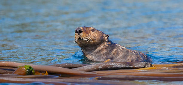 istock Sea Otter in Kelp Bed 508054904