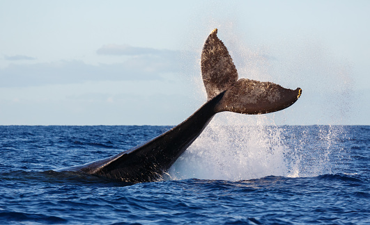 Humpback Whale , Tail Slapping  