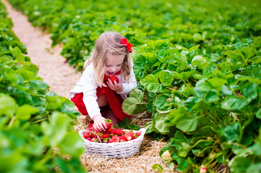 Child picking strawberries. Kids pick fresh fruit on organic strawberry farm. Children gardening and harvesting. Toddler kid eating ripe healthy berry. Outdoor family summer fun in the country.