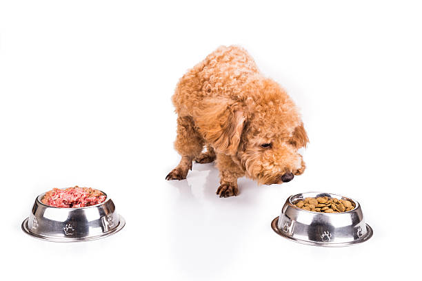 istock Poodle dog choosing between raw meat or kibbles as meal 508059142