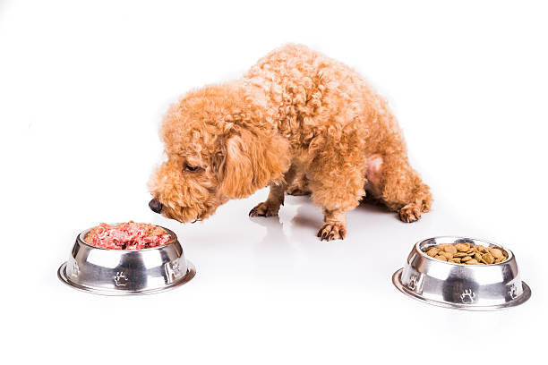 istock Poodle dog choosing between raw meat or kibbles as meal 508059162