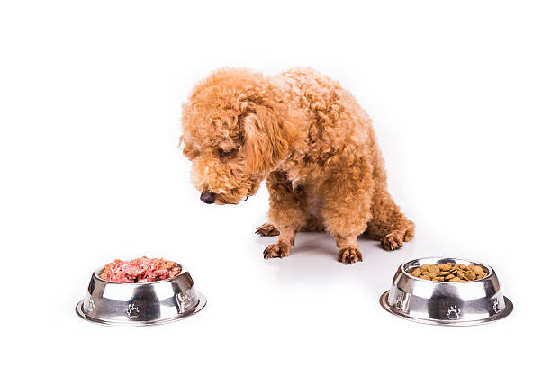 istock Poodle dog choosing between raw meat or kibbles as meal 508059176
