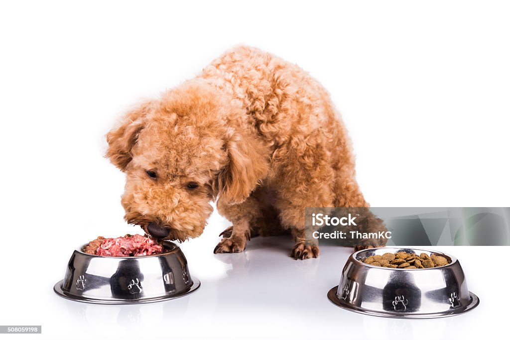 Poodle dog chooses delicious raw meat over kibbles as meal Poodle dog chooses delicious and nutritious raw meat over kibbles as meal Dog Stock Photo