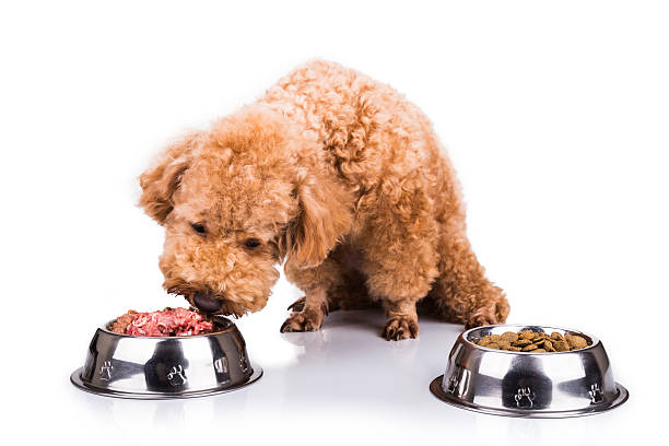 cachorro poodle escolha deliciosa carne crua kibbles como de refeição - the vomiting of blood - fotografias e filmes do acervo