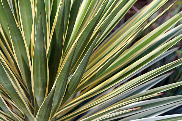 istock Closeup of a Yucca Plant 508059240