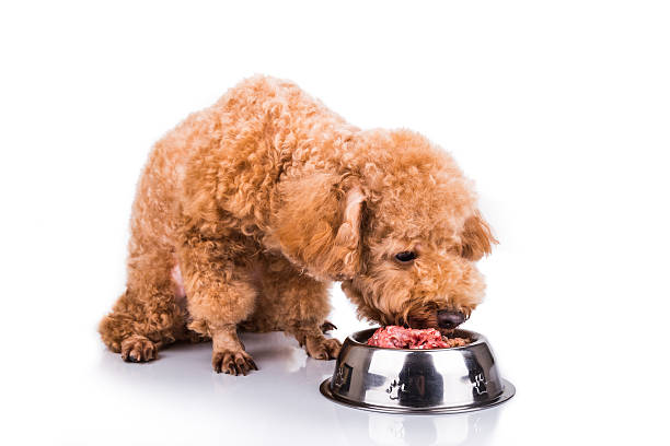 istock Poodle dog enjoying her nutritious and delicious raw meat meal 508059256