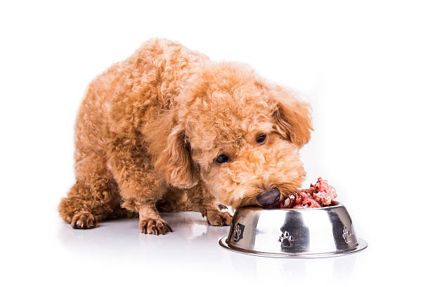 Poodle dog enjoying her nutritious and delicious raw meat meal Poodle dog enjoying her nutritious and delicious fresh raw meat meal raw diet stock pictures, royalty-free photos & images