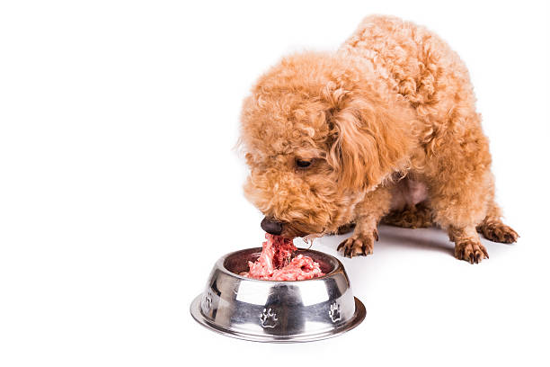 istock Poodle dog enjoying her nutritious and delicious raw meat meal 508059310