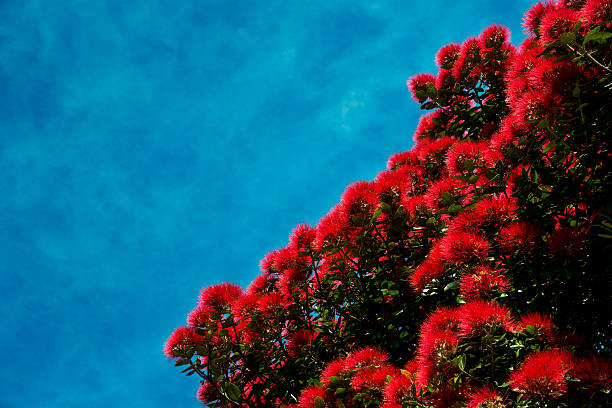 Pohutukawa Tree Flowering stock photo