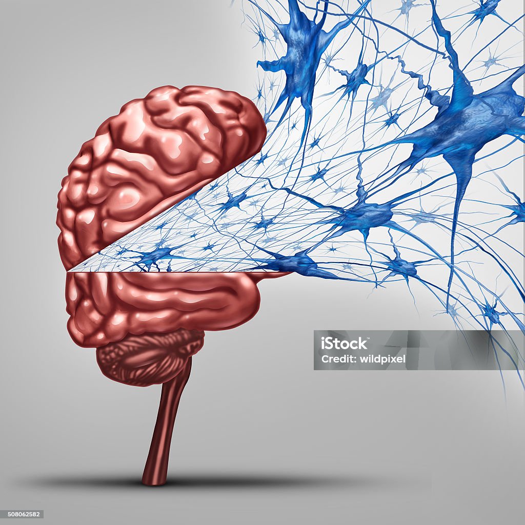 Brain Neurons Concept Brain neurons concept and human intelligence medical symbol represented by an open thinking organ with active neuron group with inside cell activity by neurotransmitters showing memory and cognitive health. Alzheimer's Disease Stock Photo