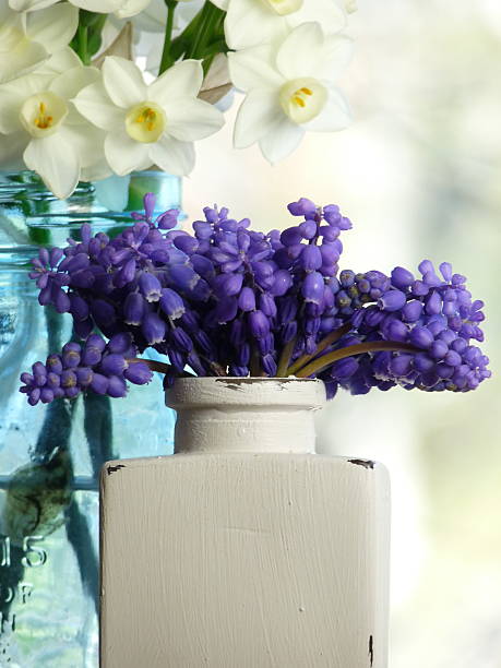natura morta con muscari e viola pallido jonquil fiori giallo - hyacinth flower vase daffodil foto e immagini stock