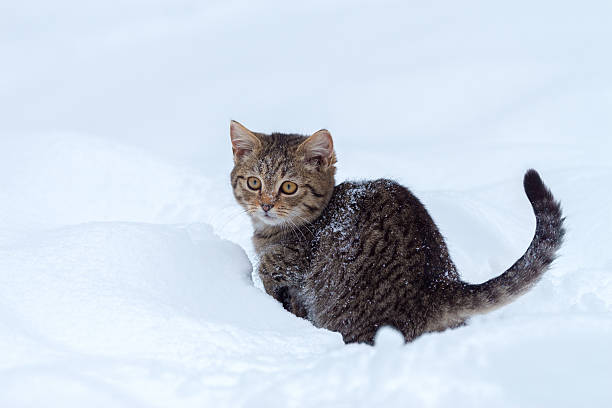 istock Little kitten sitting in snow 508064112