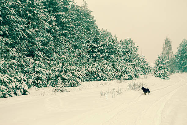 istock Rural winter snowy landscape 508064224