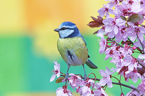 Blue tit on purple-leaf plum