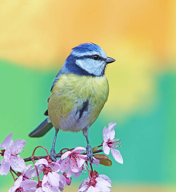 istock Blue tit on purple-leaf plum 508065222