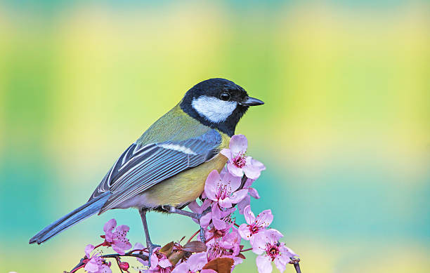 istock Great tit on purple-leaf Plum 508065554