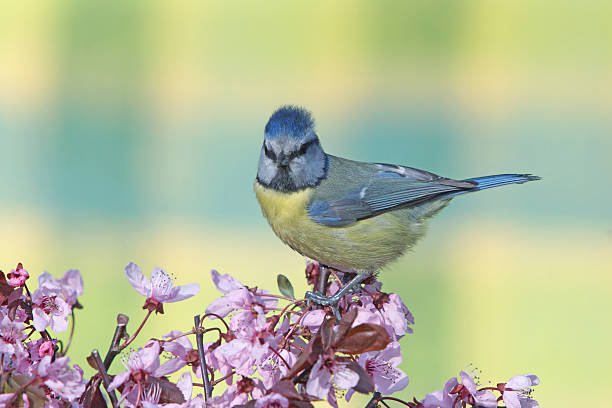 istock Blue tit on purple-leaf plum 508066094
