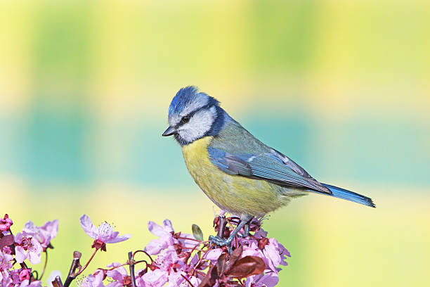 istock Blue tit on purple-leaf plum 508066428