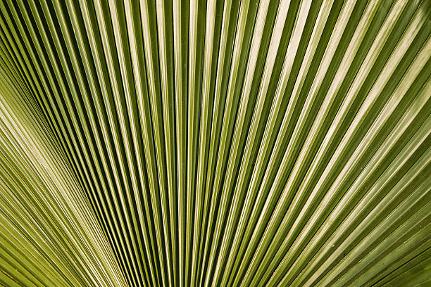 istock Closeup  texture and pattern of the palm leaf 1 508067278
